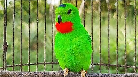 Suara Serindit Pikat Gacor Memanggil Merayu Lawan || Pancingan Ampuh Untuk  Semua Burung Serindit
