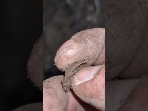 Metal Detecting-Gold Found,