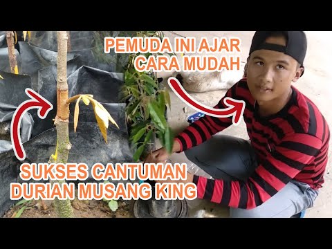 Video: Cara Membuat Cantuman