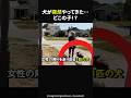 【知らない犬が目の前に！？どこから来たの！汗】#感動#海外感動#感動する話#実話#ほっこり#shorts