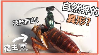 Nature's Xenomoprh! The Cockroach Hunter: The Emerald Jewel wasp by  史考特 Walking Wild 158,667 views 3 years ago 6 minutes, 46 seconds