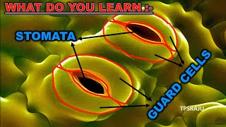 6th science/ 2nd lesson / part - 8 observing stomata in a leaf
