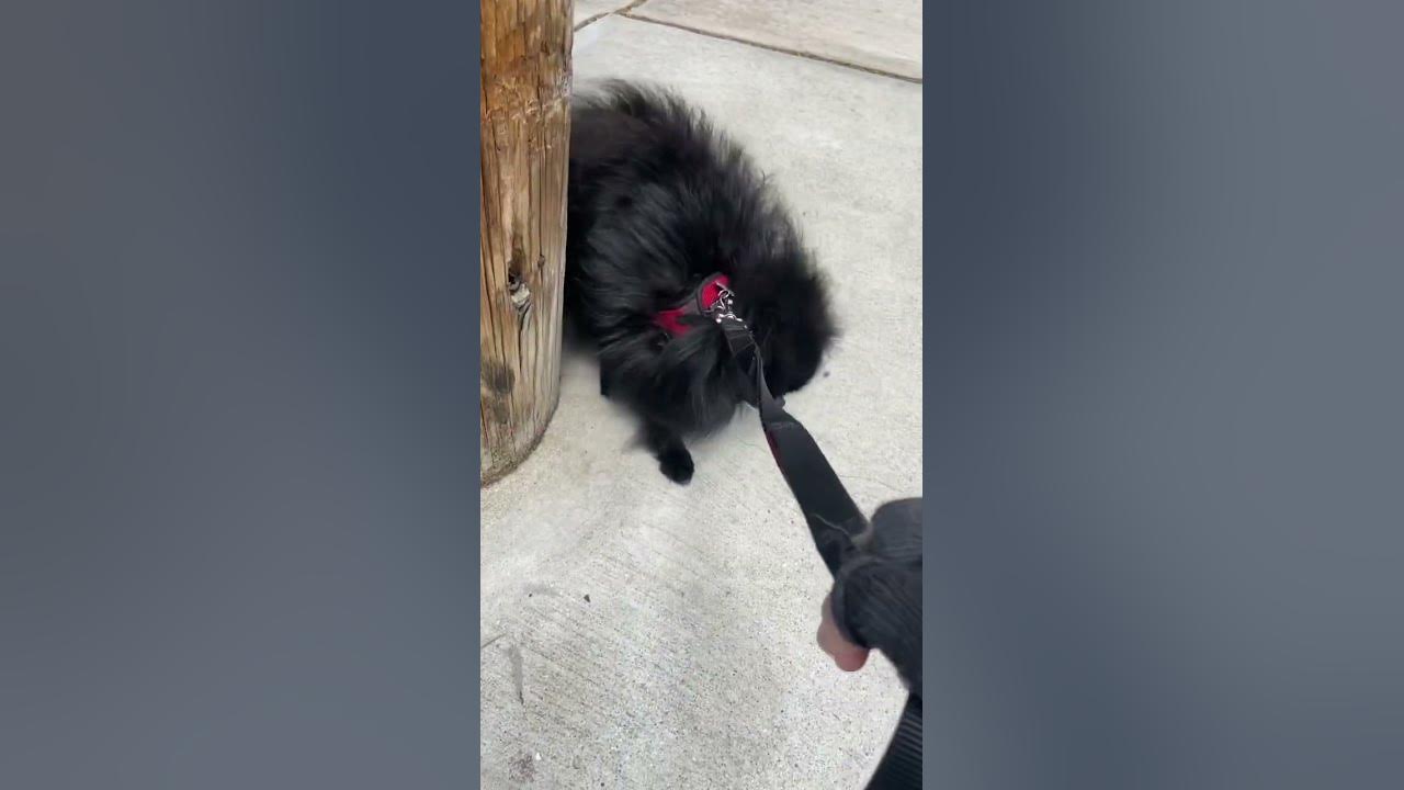 What Is The Meaning For This dog doggie funny YouTube what-is-the-meaning-for-this-dog-doggie-funny-youtube