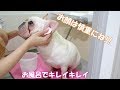 ポルコのシャンプー♪しわもお耳もキレイキレイ【フレンチブルドッグ】