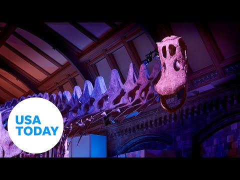 Time-lapse: 'Gigantic' titanosaur assembled in London museum | USA TODAY