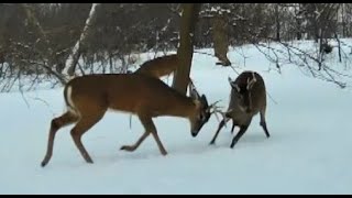 2021 Trail Cam Videos Vol 1 by Larry Peterson 22,795 views 3 years ago 22 minutes