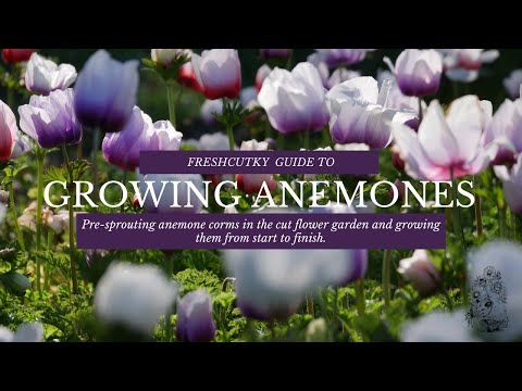 GROWING ANEMONES: How to Grow Anemone Coronaria from Start to Finish - Cut Flower Farm // Gardening