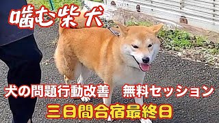 [Chewing Shiba Inu] The last day of the 3day training camp session for members