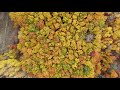 Autumn forest 4K