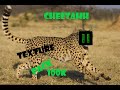 Cheetah 100k pack release!!!!!
