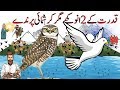 Interesting Facts About 2 Strange Birds | Facts About Birds | Hayat ul Haiwan