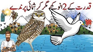 Interesting Facts About 2 Strange Birds | Facts About Birds | Hayat ul Haiwan