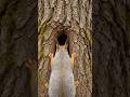What a Squirrel Sees Inside a Tree Hollow 🐿️😳#shorts