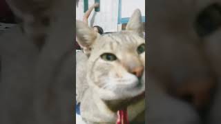 Kudes A Kudes Hamer Kudes