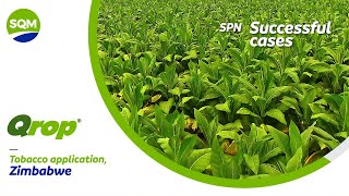 SPN Successful cases, Tabaco – Zimbabwe