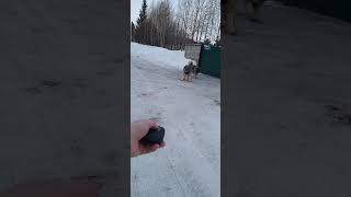 Ходить Только С Коброй. Отпугиватель Собак