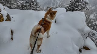 Winter’s Watch: An Akita Inu’s SnowCapped Adventure #akitainu