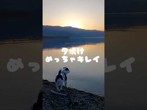 久しぶりのキャンプ⛺️ #犬 #dog #ドッグ #キャンプ #屈斜路湖#湖#テント#夕焼け