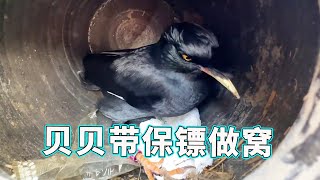 The starling Beibei was busy making a nest  but the dog and I were so busy that they were afraid th