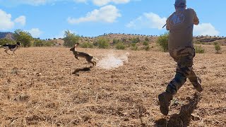 Chasse Perdrix et Lièvre Au Maroc (2021-2022) - صيد الحجل والأرنب البري بالمغرب | Partie 02