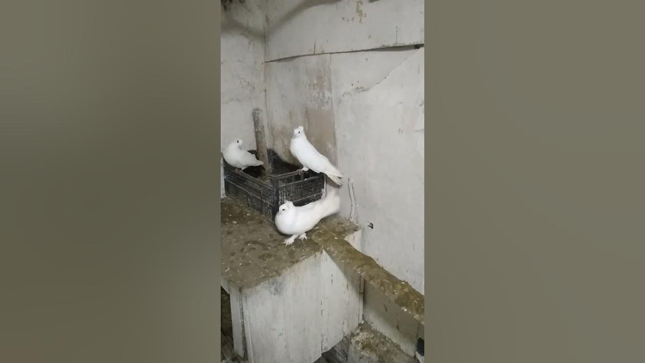 Мои голуби, Ростовская область, Азовский район, с. Кулешовка #pigeon # ...