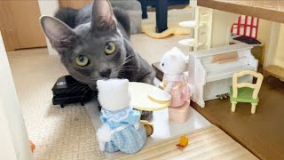 Cat playing house with Sylvanian Families | Lucky Korat Cat by Lucky Korat Cat 165 views 2 years ago 1 minute, 51 seconds