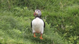 Rude puffin who doesn&#39;t care about its neighbours. Mykines, Faroe Islands