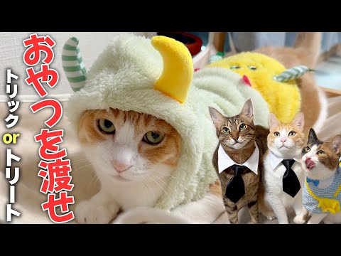 ハロウィンにおやつが欲しい猫たちが仮装して突撃してきましたwww