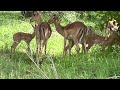 Newborn impalas