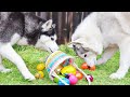 My Dogs Go Easter Egg Hunting! Will They Find The Easter Bunny? 🐰