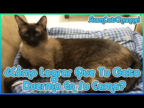 Video: Cómo Entrenar A Un Gatito Para Que Duerma Solo