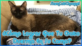 Cómo Lograr Que Tu Gato Duerma En Su Cama (10 Consejos)  SiamCatChannel