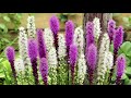 Cottage Farms 35-Piece Ultimate Hardy Hummingbird Summer Garden on QVC Cottage Farms 35-Piece Ultimate Hardy Hummingbird Summer Garden on QVC