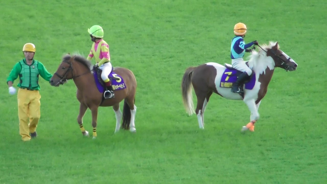 馬のポニー 商品詳細 ジャパンギャロップスインポーター有限会社