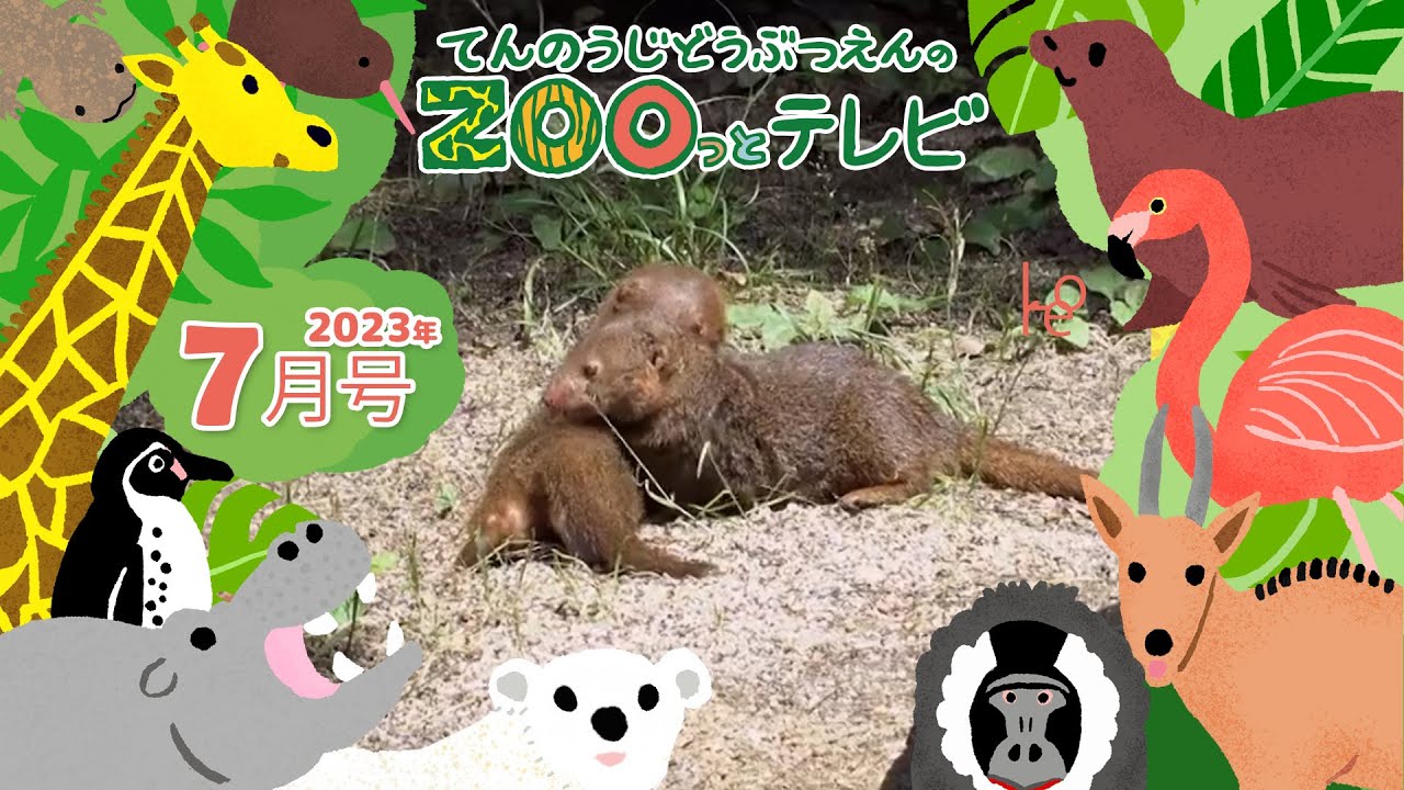 第13回てんのうじどうぶつえんのZOOっとテレビ | 公式HPで 第13回てんのうじどうぶつえんのZOOっとテレビ | 公式HPで