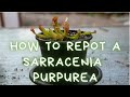 How to repot a sarracenia purpurea trumpet pitcher plant repotting soil mix and care instructions