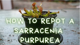 How To Repot A Sarracenia Purpurea Trumpet Pitcher Plant: Repotting, Soil Mix and Care Instructions!