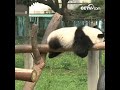 충칭 동물원 개원，아기 판다 '솽충시칭' 인기 폭발 | CCTV 한국어방송