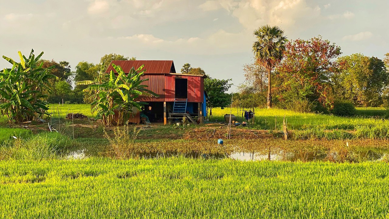 ទេសភាពស្រុកស្រែ​  ដ៏ស្រស់ស្អាតគួរអោយចង់រស់នៅ​ ខ្យល់បរិយាកាសបរិសុទ្អ