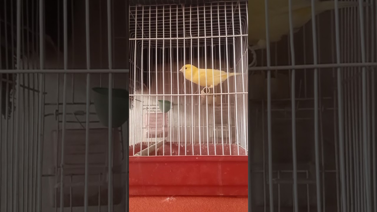 Milanau waterslagar canary singing