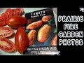 Prairie fire tomato garden photos gardenphotography garden tomato cherrytomatoes