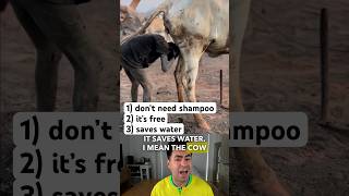 Bathing In Cow Urine