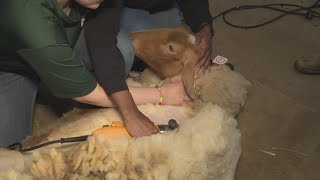 3News' Kierra Cotton shears a sheep at Lamb Jam at Lake Metroparks Farmpark!