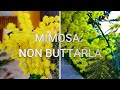 Mimosa: non buttarla, piantala!!! Come creare una nuova pianta con il rametto che ti regalano