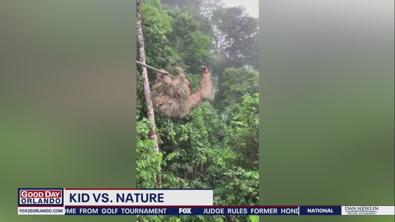WATCH Child collides with sloth on zip line in Costa Rican rainforest