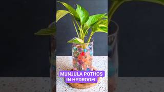 Propagating my Manjula Pothos in water jelly balls! It is a fun and easy way to root cuttings