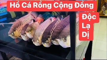 Hồ Cá Rồng Cộng Đồng Cửu Long ( 9 Con ) | Sai Khủng | Cách Ghép Hồ Cá Rồng Cộng Đồng Không Đơn Giản