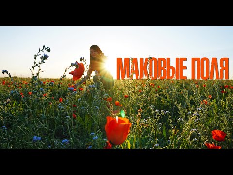 Маковые поля вблизи Алматы, Казахстан 2019. Aerial Drone DJI Mavic / Sony A6300 / 4K VIDEO