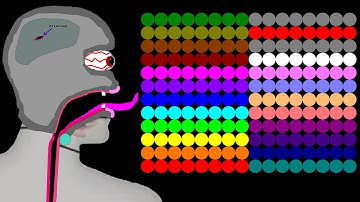 The Human Factory 23 Legs Eliminations Marble Race in Algodoo