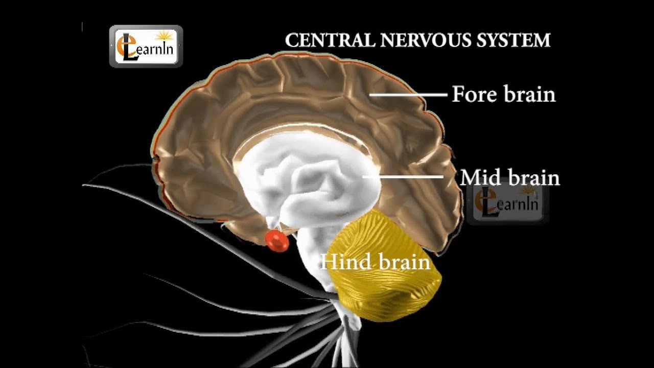 Central nervous system - Biology - YouTube